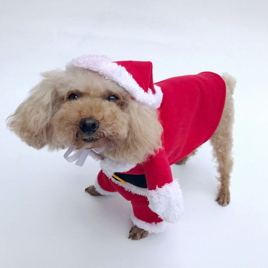 Santa Claus Turned Into A Cat And Dog Costume